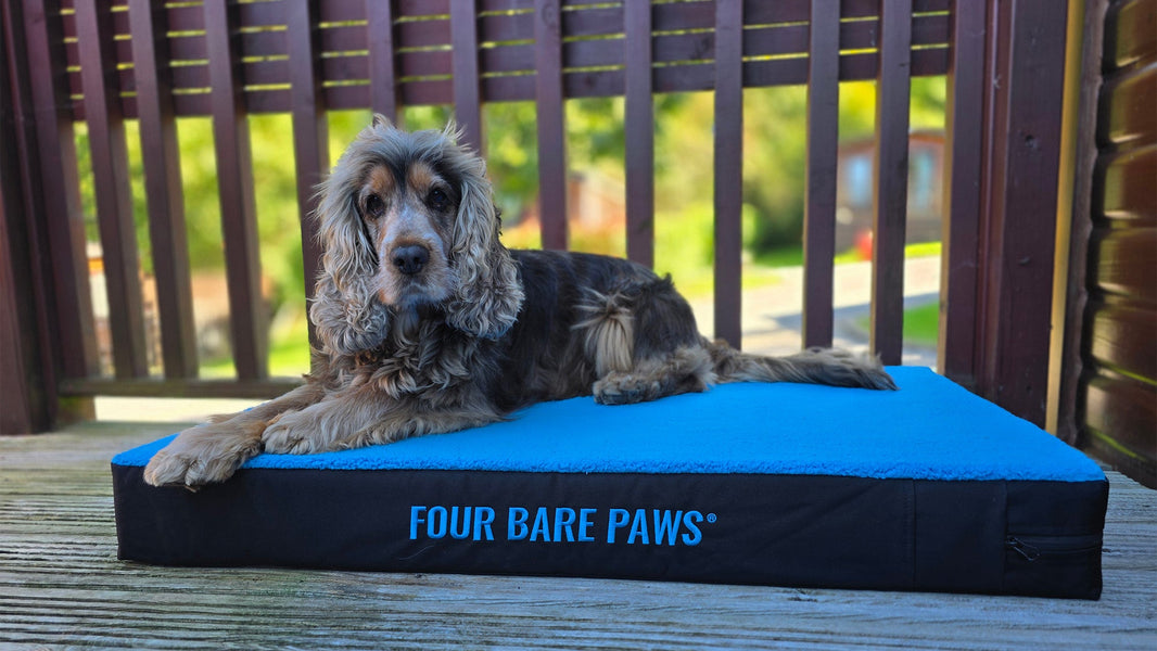 How to Exercise Your Dog Safely During a Heatwave