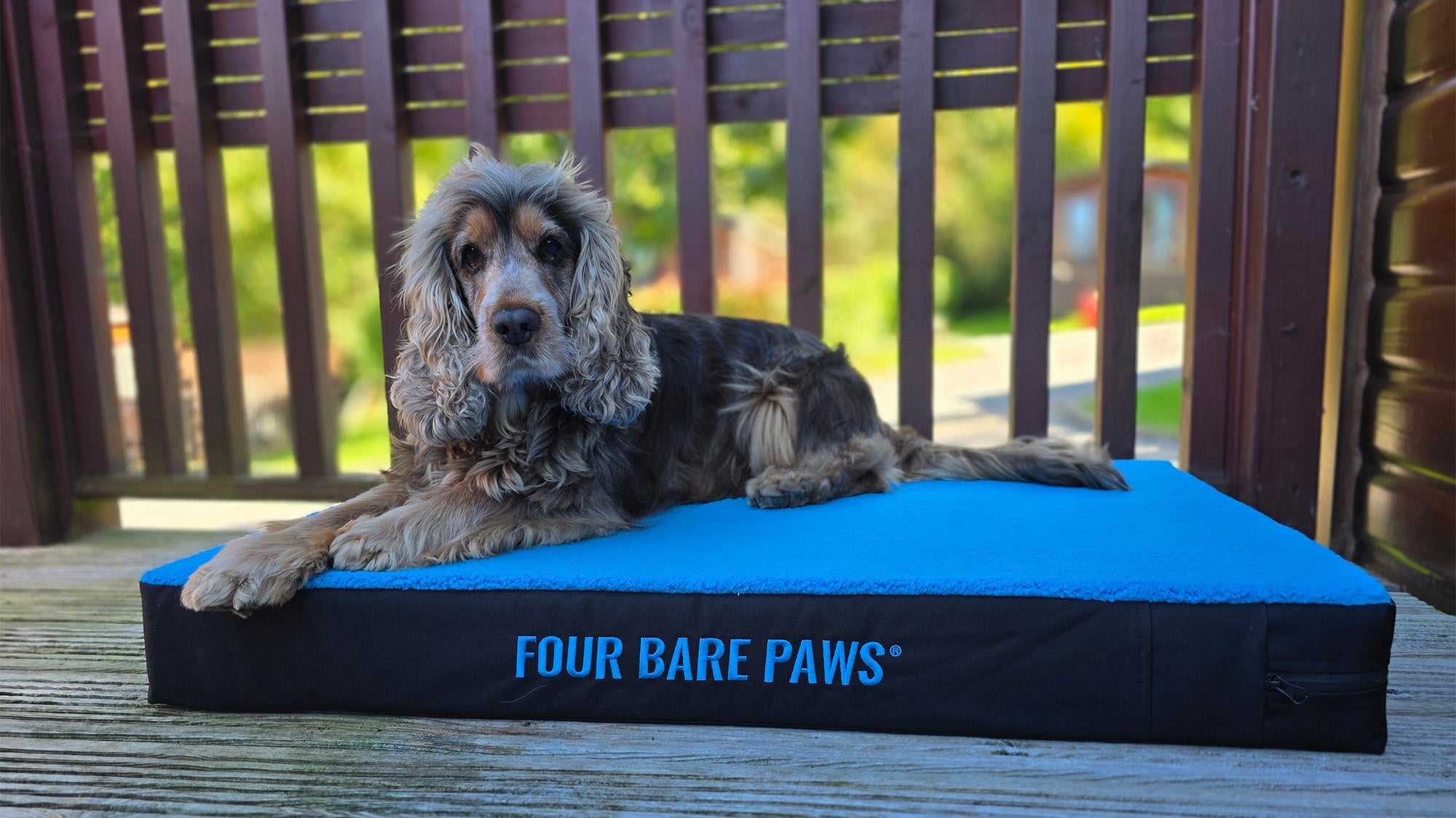 How to Exercise Your Dog Safely During a Heatwave