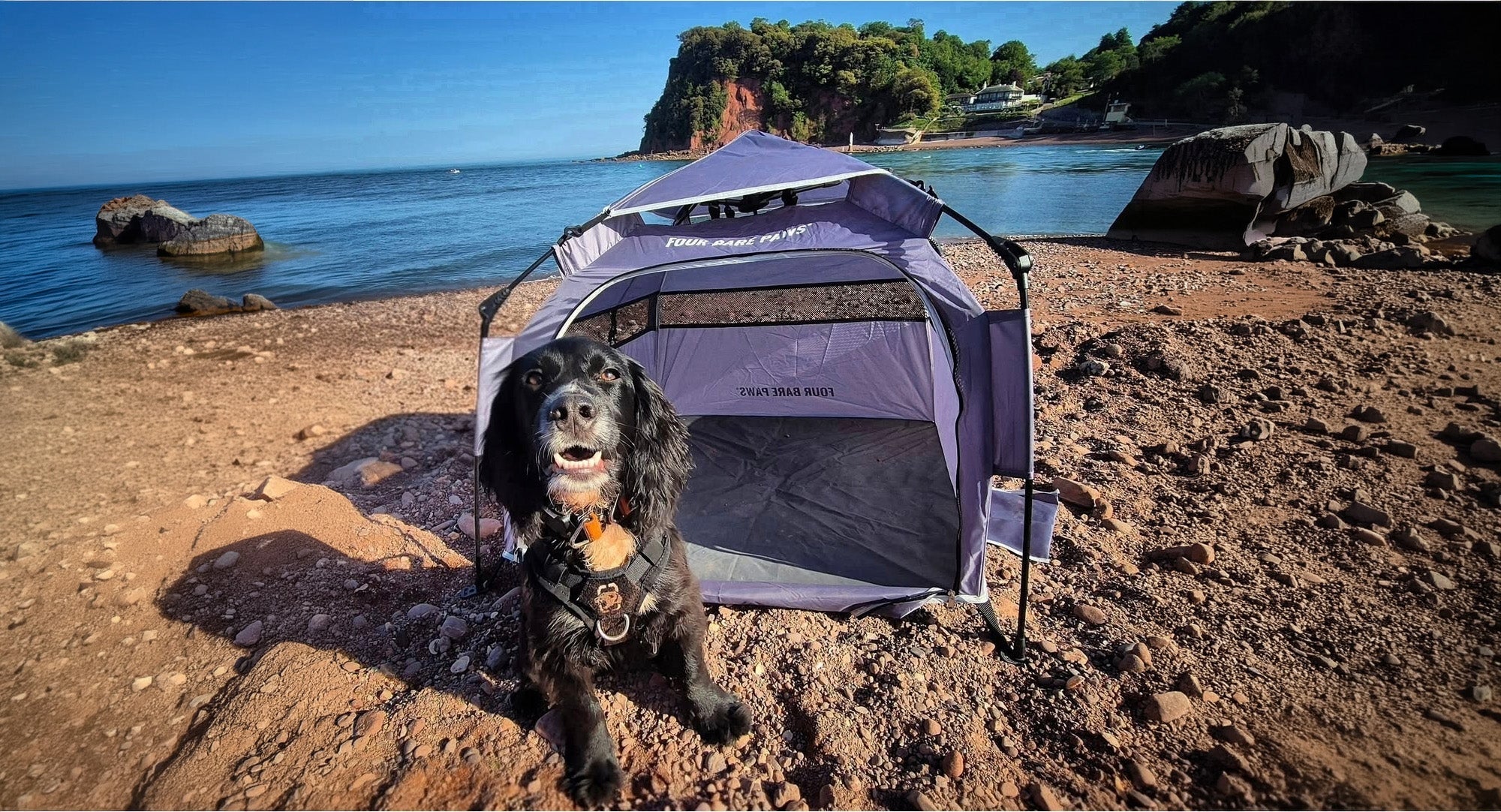 The Best Dog-Friendly Beaches to Visit This Summer