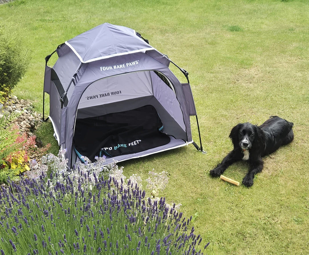 How Summer Allergies Affect Your Dog's Sleep