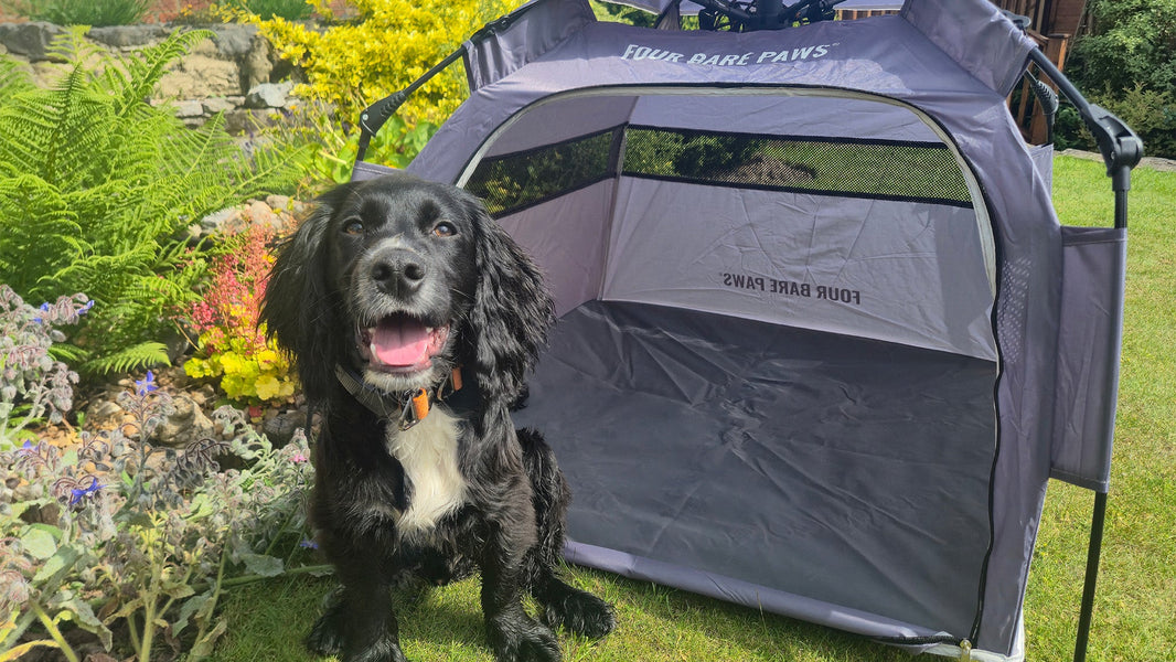 Packing Essentials for Travelling with Your Dog
