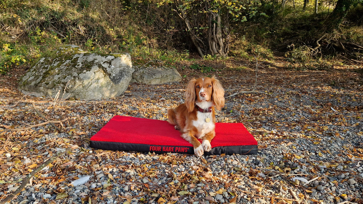 Pumpkins, Paws & Autumn Adventures: Fun Things to Do with Your Dog
