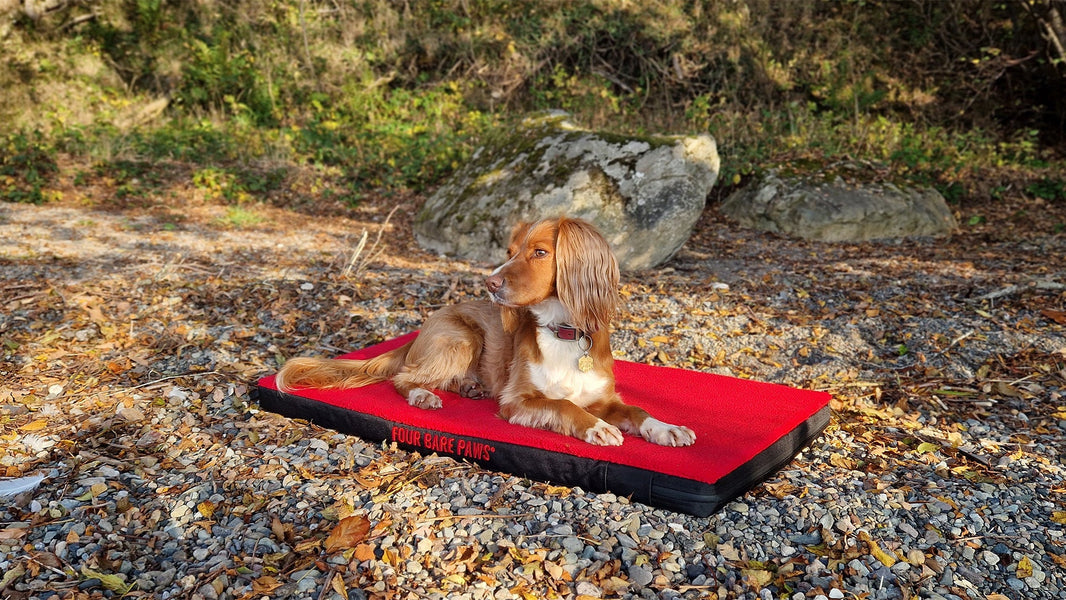 10 Things to Do With Your Dog This Autumn
