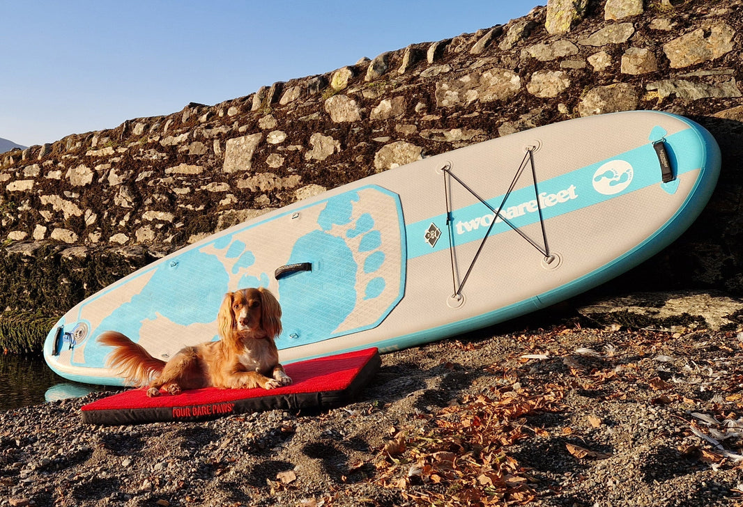 Fun Ways to Keep Your Dog Cool This Summer