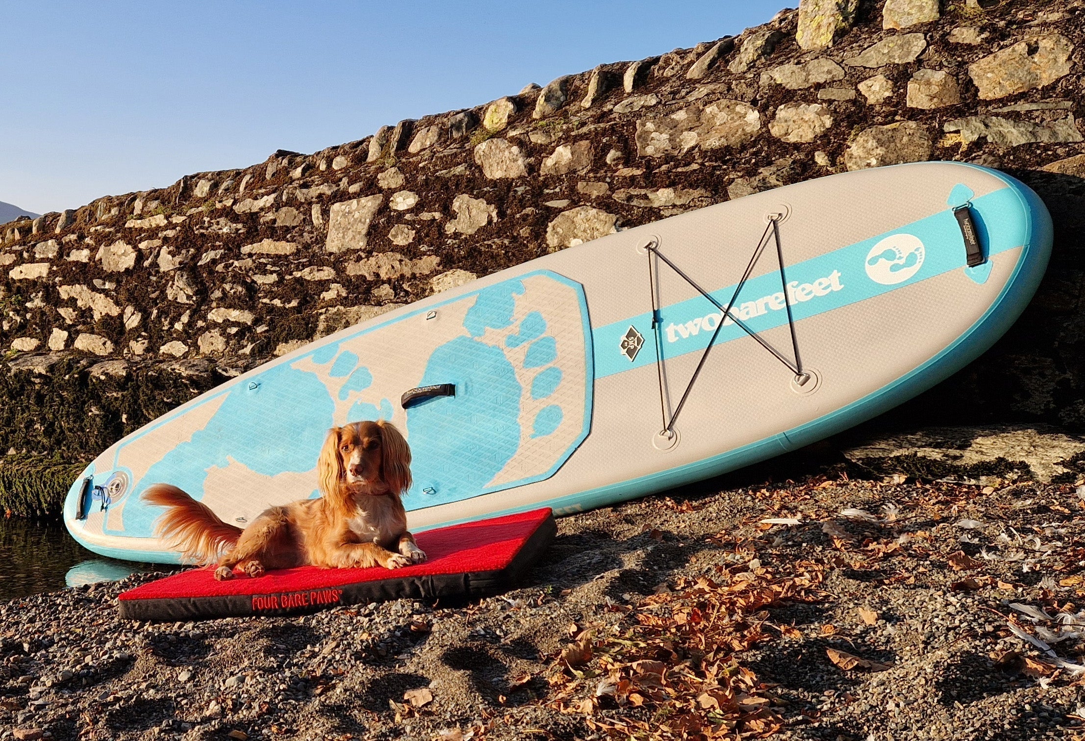 Fun Ways to Keep Your Dog Cool This Summer