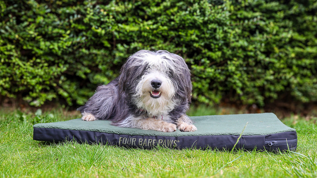 Common Household Items That Are Toxic to Dogs: A Guide for Pet Owners