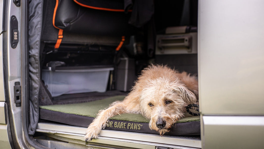 Best Dog Beds for Road Trips, Camping & Van Life