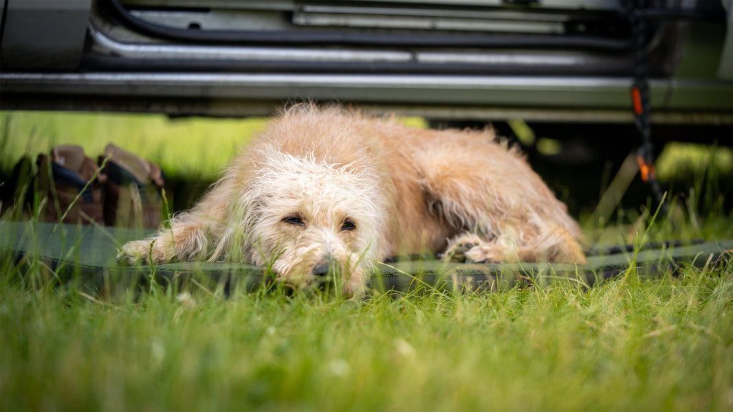 A Perfect Summer Day with Your Dog: Morning to Bedtime