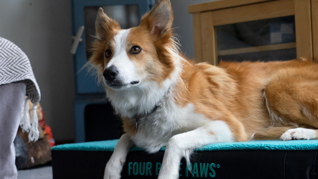 How to Help Your Dog Settle Back Into a Routine After Summer