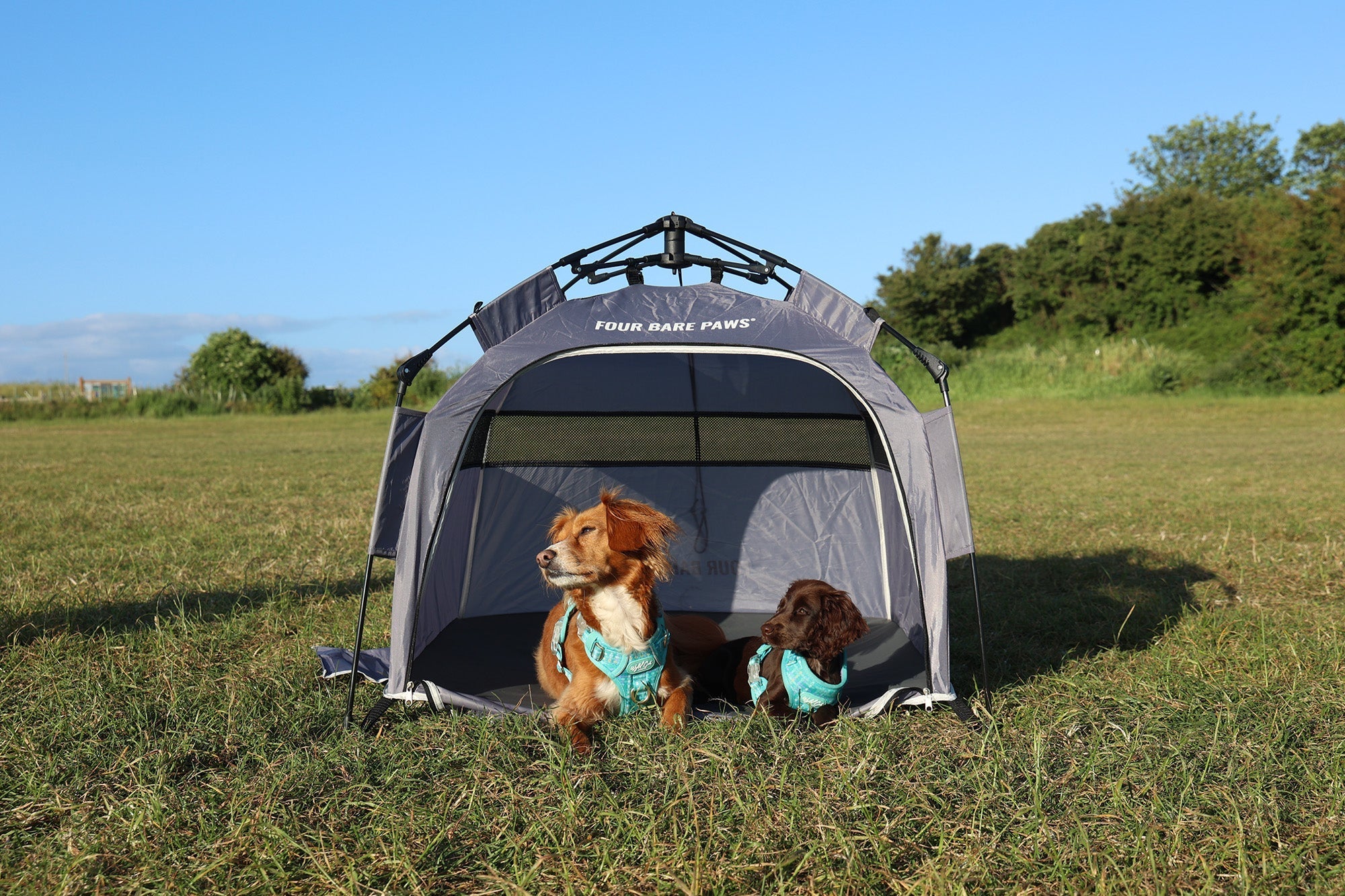 The Ultimate Dog Summer Bucket List: 15 Fun Adventures to Enjoy Together