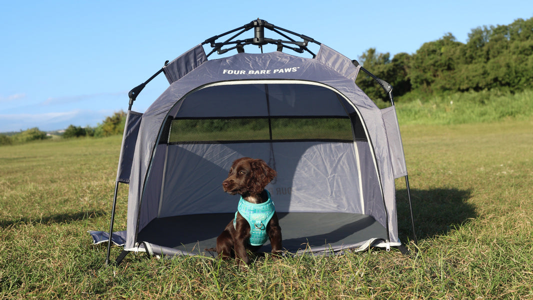 Camping with Dogs: How to Keep Them Comfortable Overnight