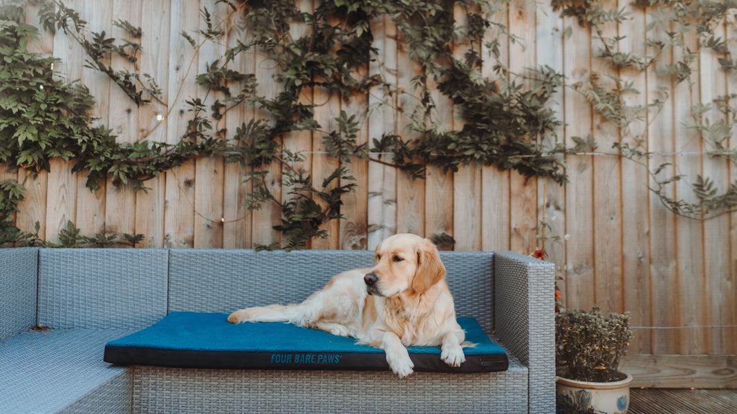 After Playtime: How Dogs Recover and Recharge in Summer