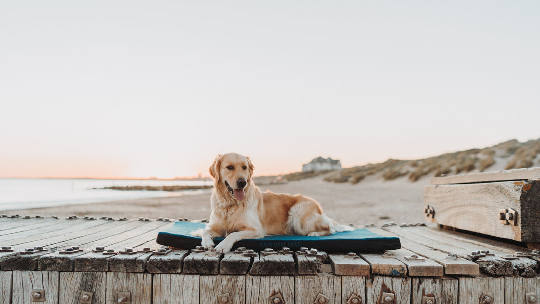 10 Water Games Your Dog Will Love on Hot Summer Days