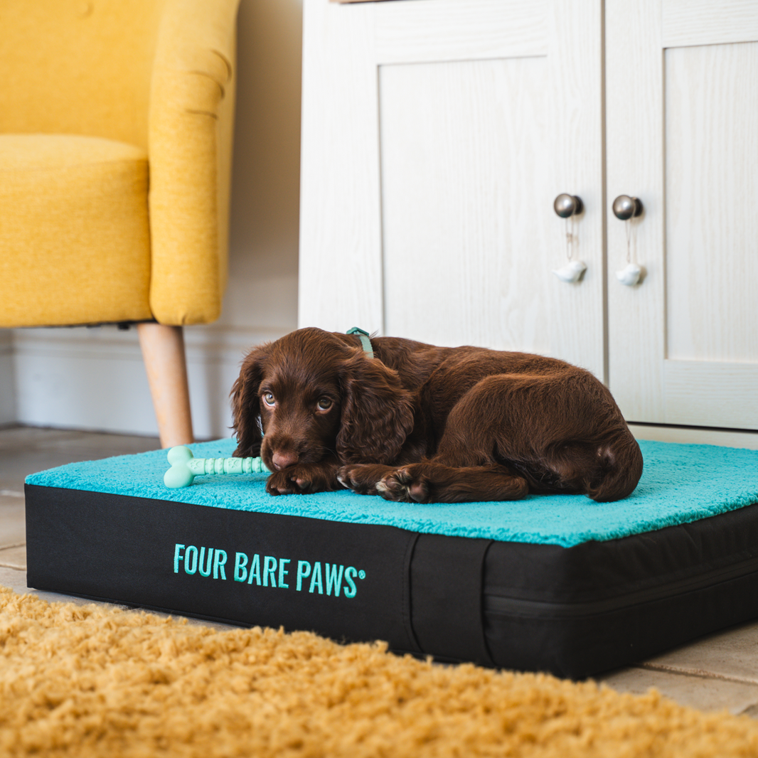 The Health Benefits of a Good Dog Bed