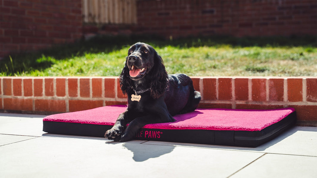 Can Dogs Get Sunburned While Sleeping Outdoors?