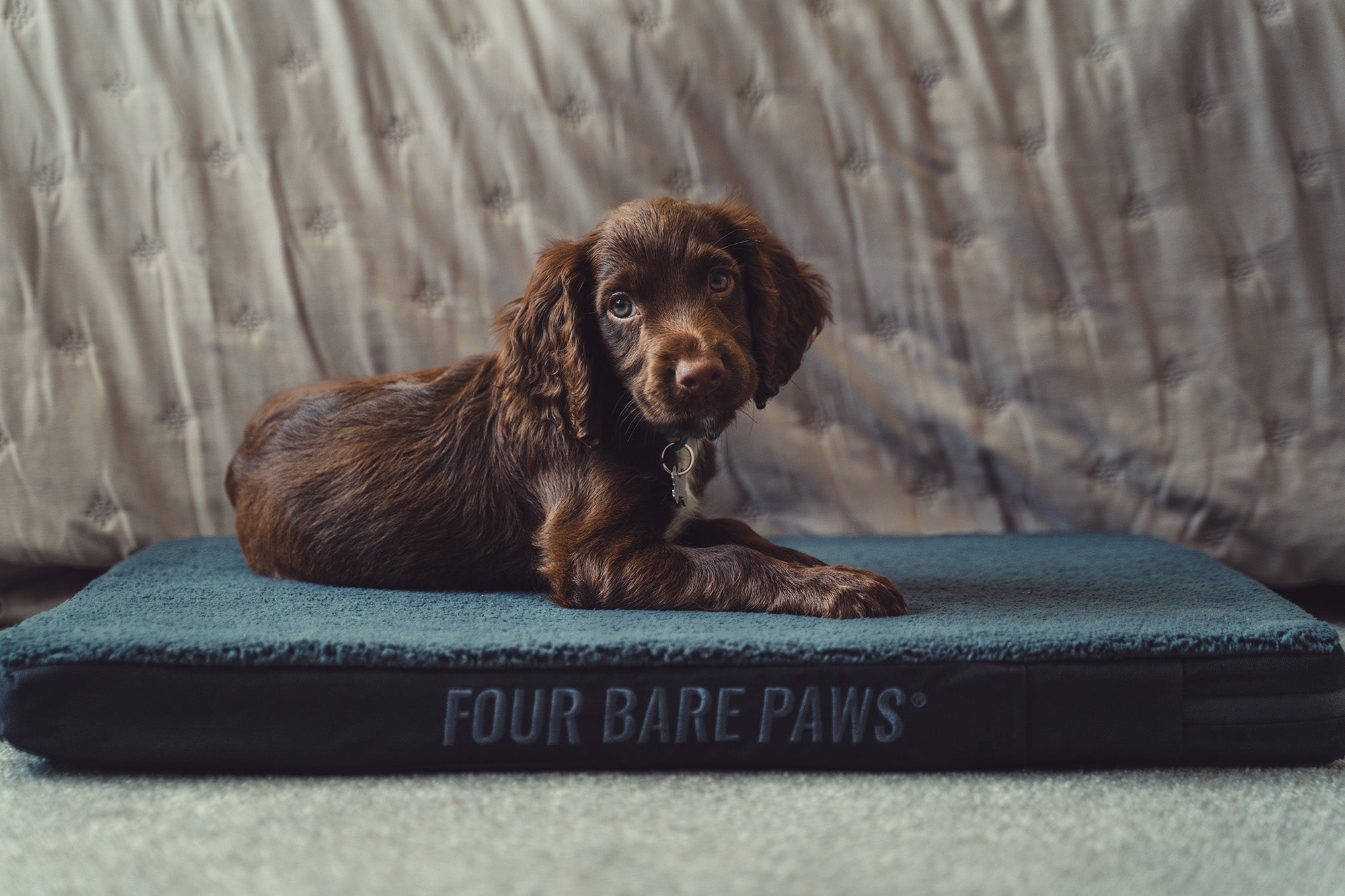 Simple Ways to Strengthen Your Bond with Your Dog