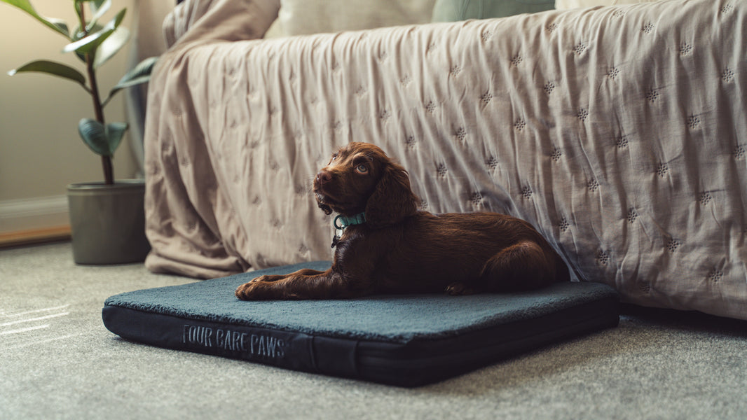 How Active Dogs Recover Better with the Right Bed