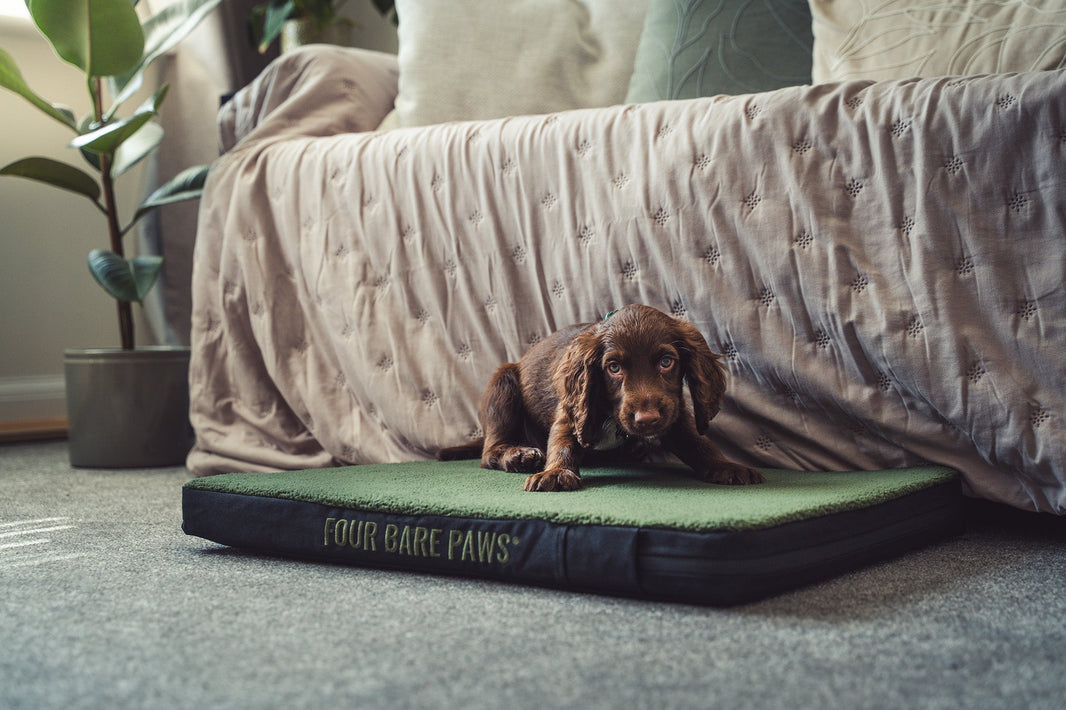 DIY Dog Enrichment Toys Using Household Items