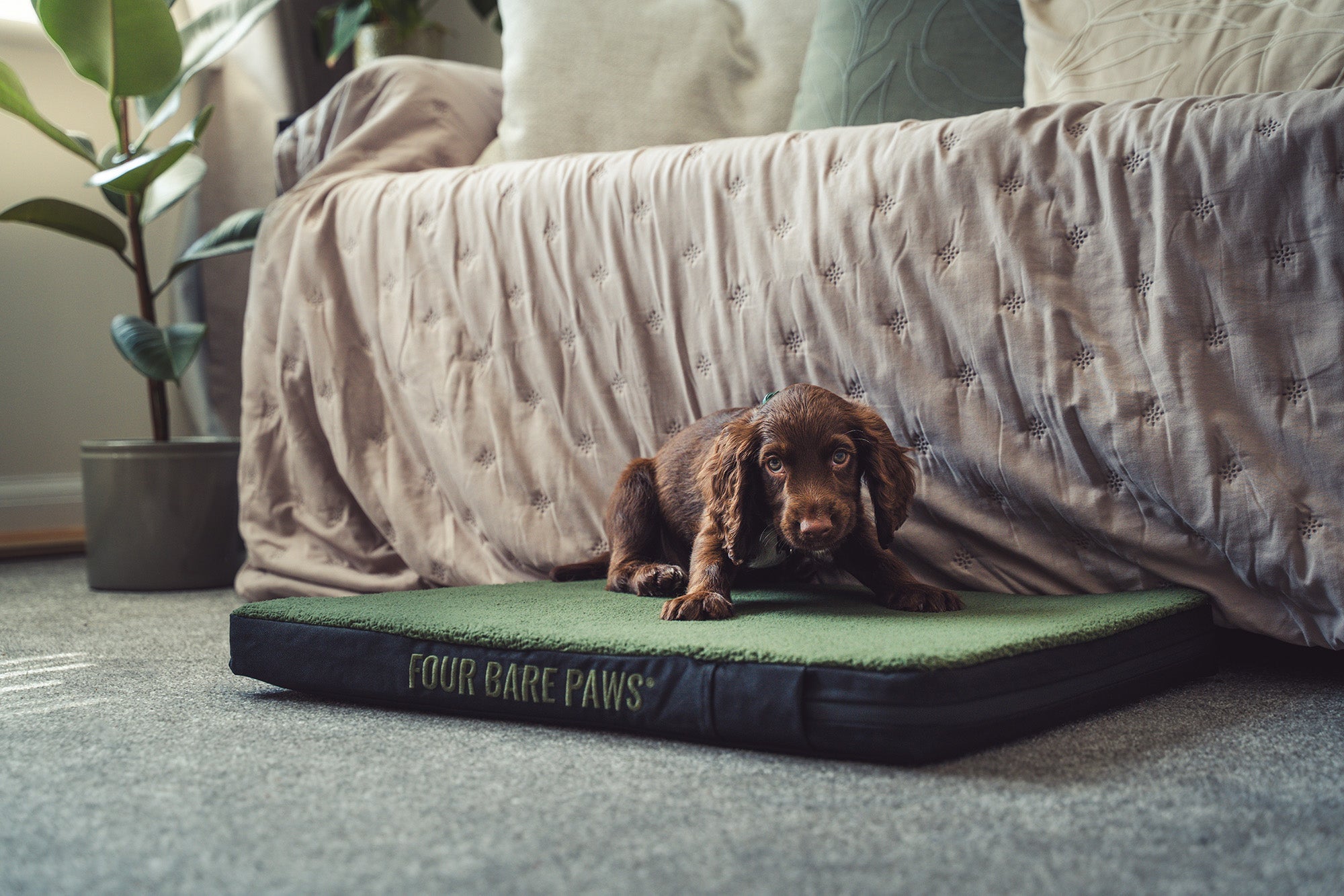 DIY Dog Enrichment Toys Using Household Items