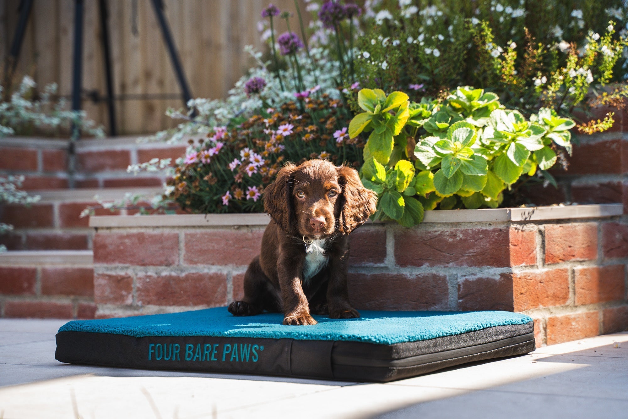 Games That Mentally Tire Your Dog (Not Just Physically)