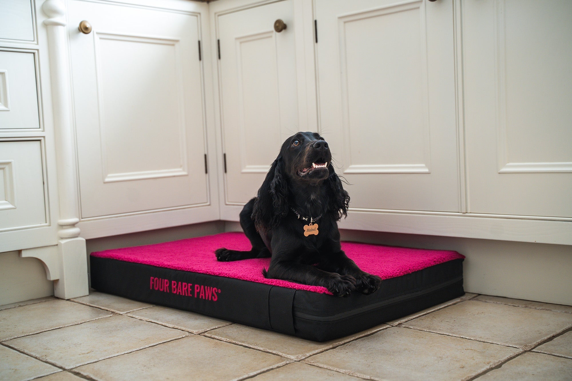 Signs Your Dog Is Too Hot at Night (And What to Do About It)