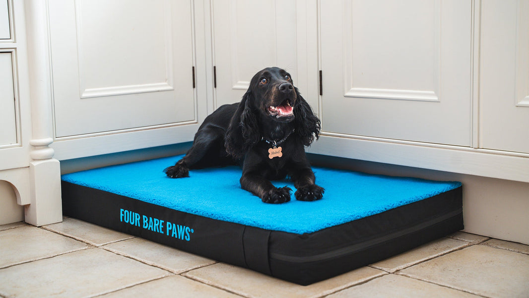 DIY Frozen Dog Treats for Summer Fun: Easy Homemade Recipes Your Dog Will Love
