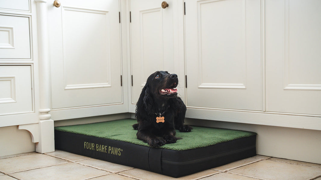Fun Daily Habits That Make Dogs Happier