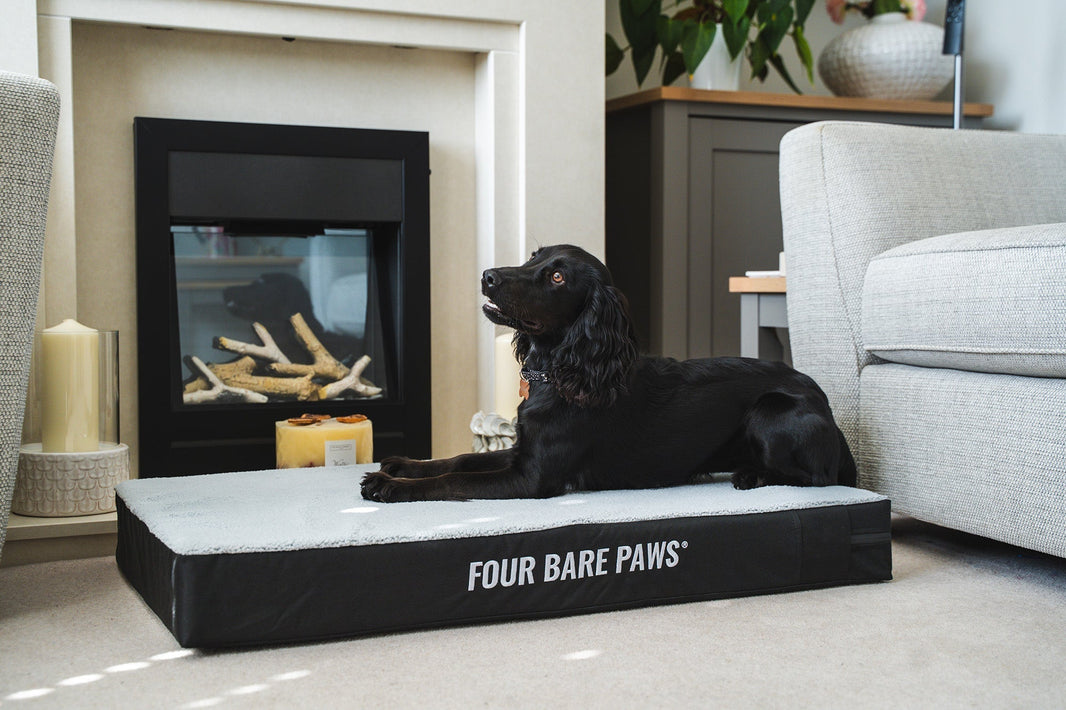 How to Reduce Dog Hair Around the House (Realistic Tips)