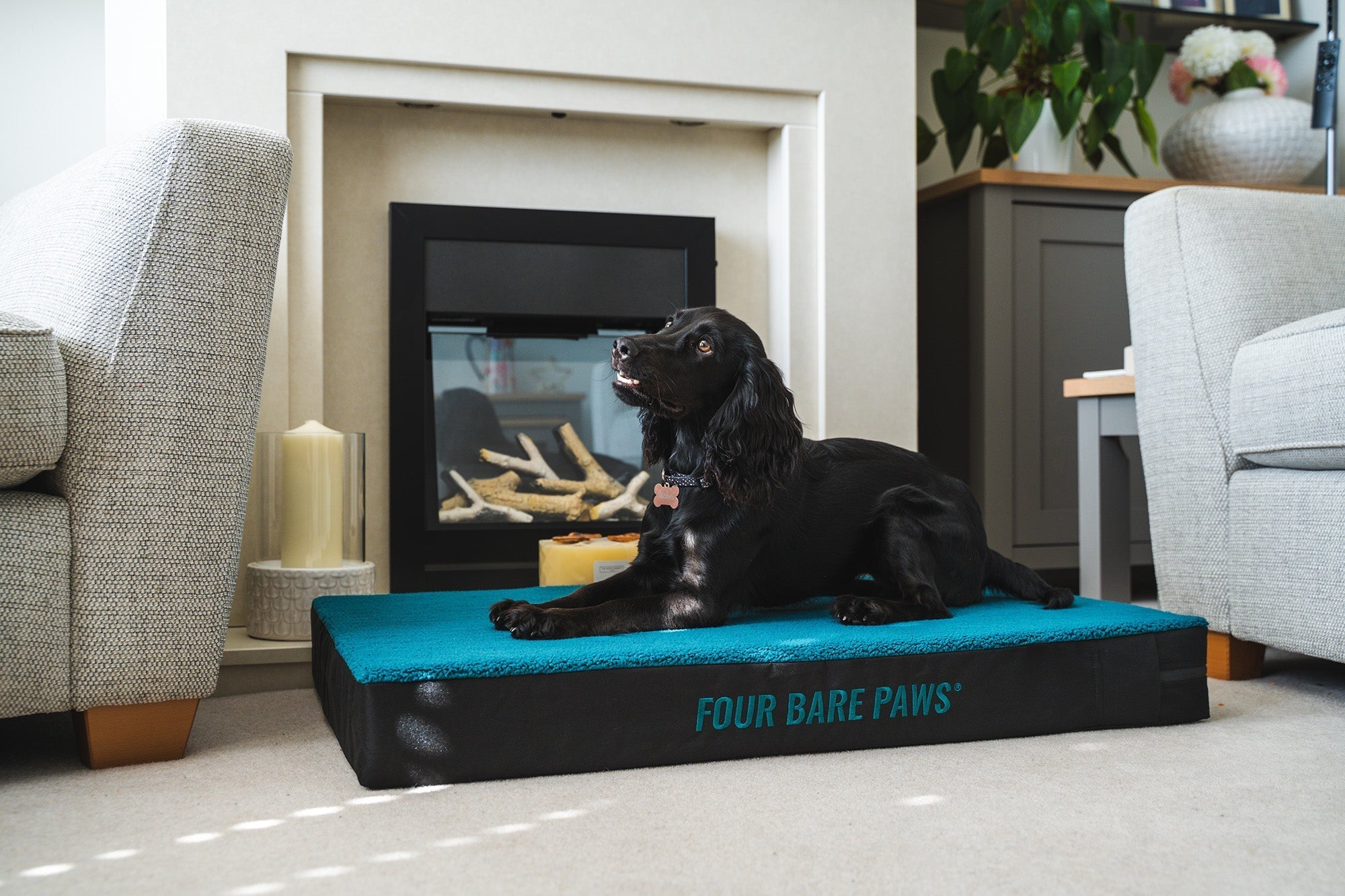 How to Make Your Home Calm for Anxious Dogs
