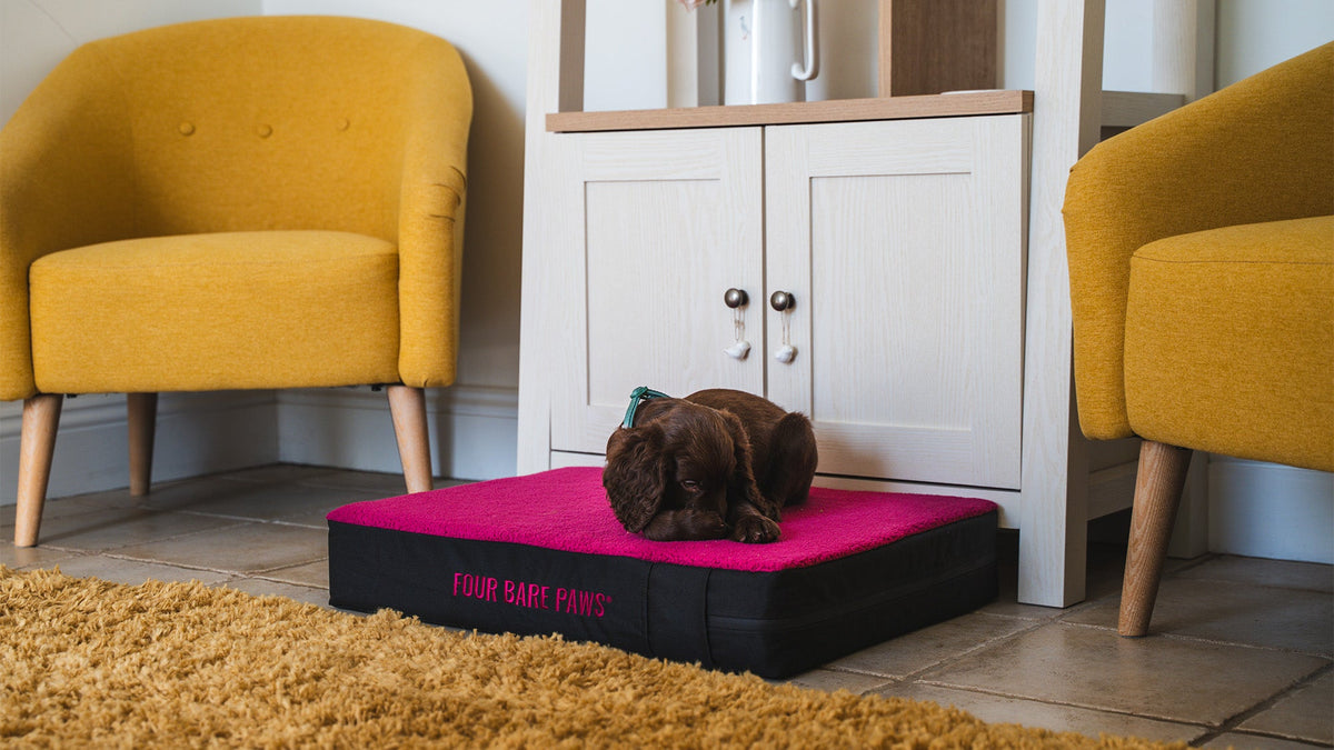 Why Dogs Need More Rest as the Seasons Change
