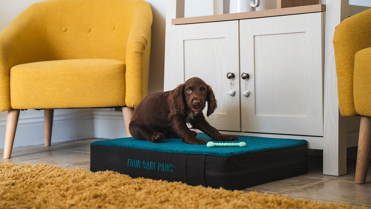 Understanding Your Dog’s Play Style: What Does Your Dog Love to Do?