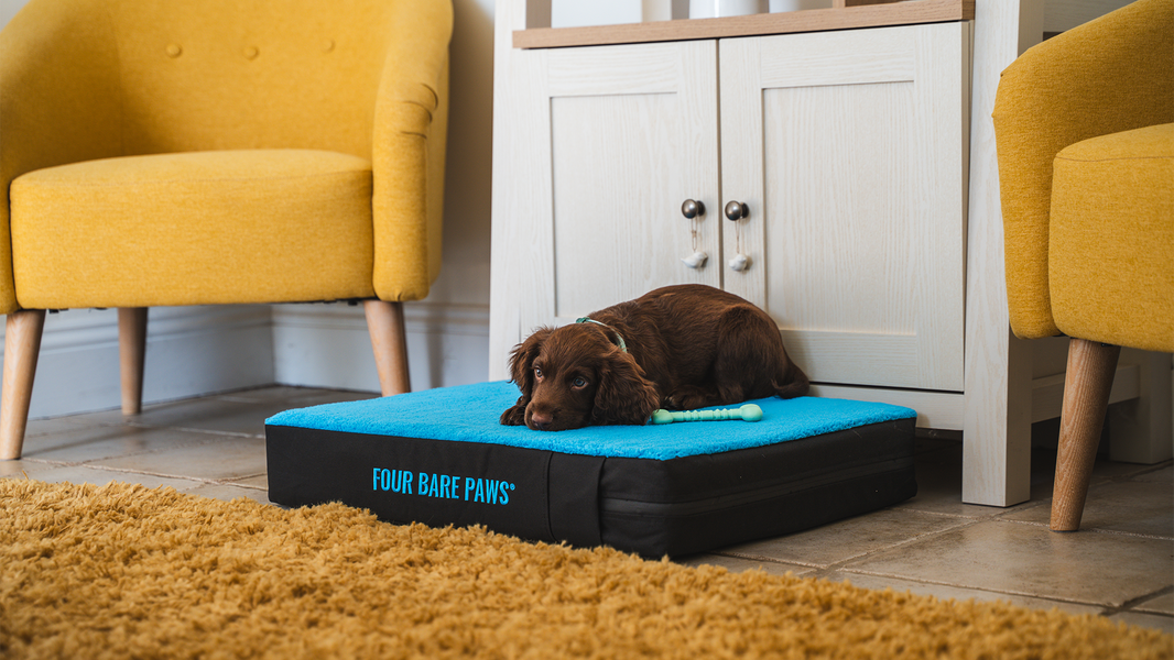 Why Rest Is Just as Important as Exercise for Dogs