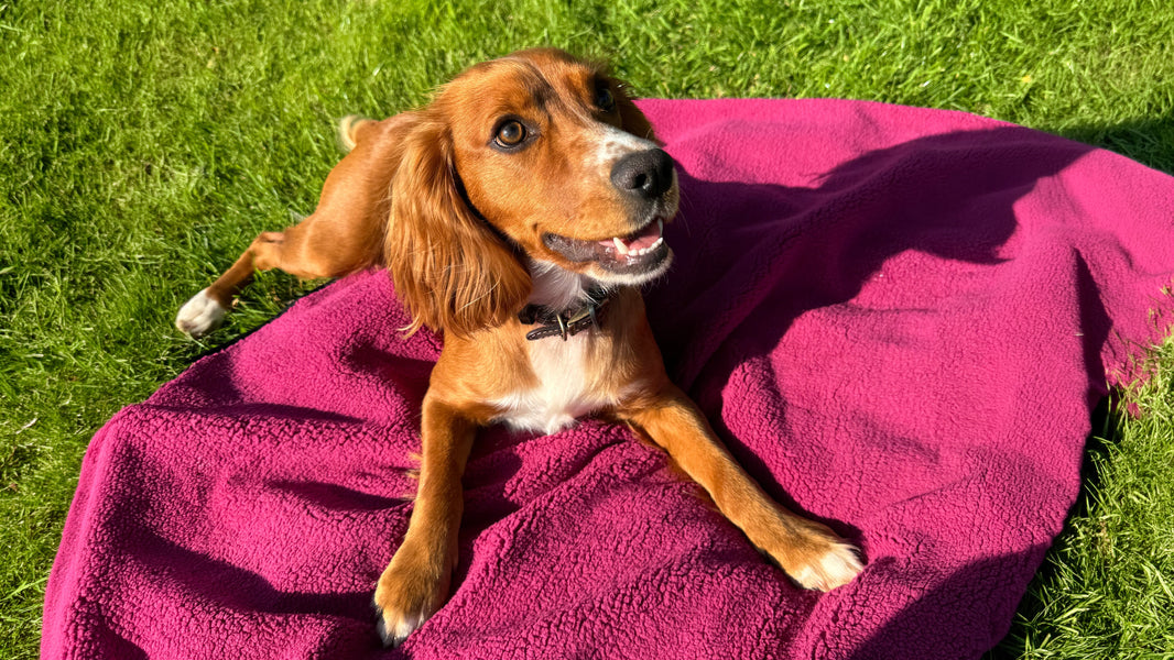Summer Safety Tips Every Dog Owner Should Know: Keep Your Dog Safe, Happy and Comfortable This Summer