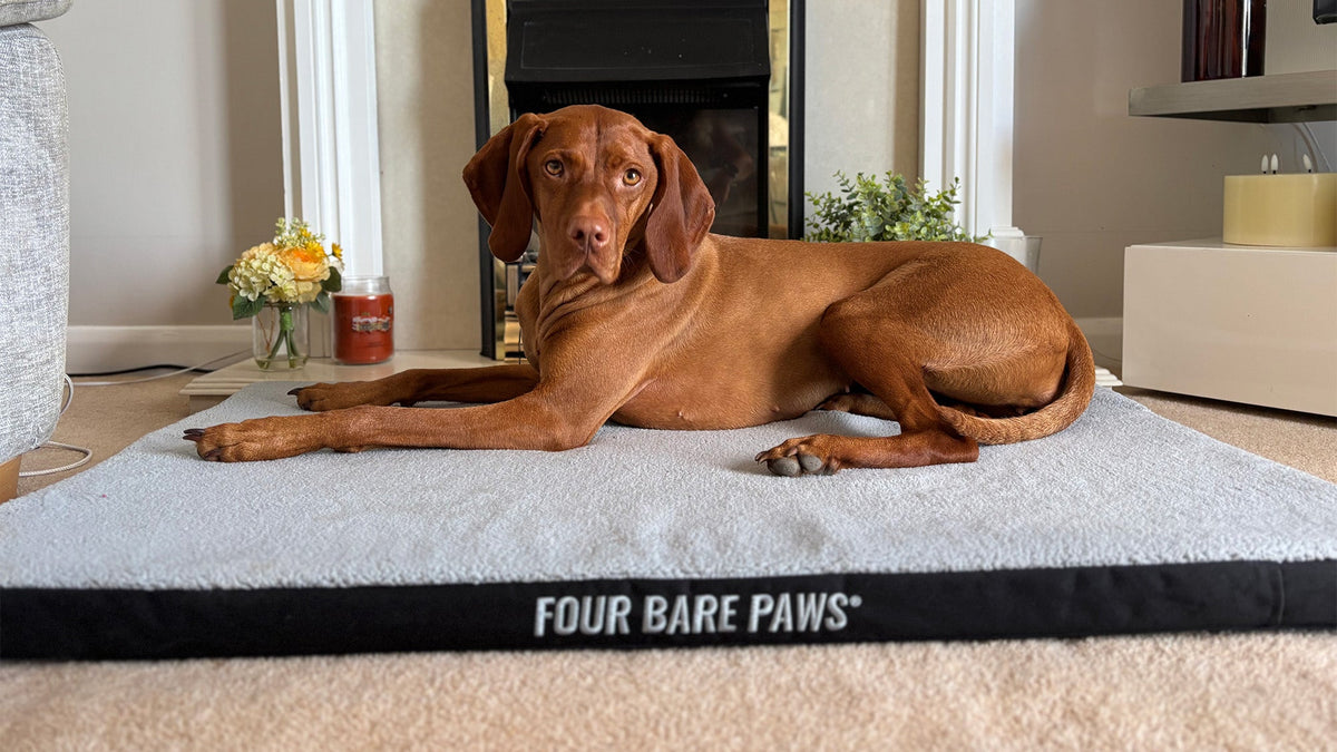 From Summer to Autumn: Making the Most of the Changing Seasons With Your Dog