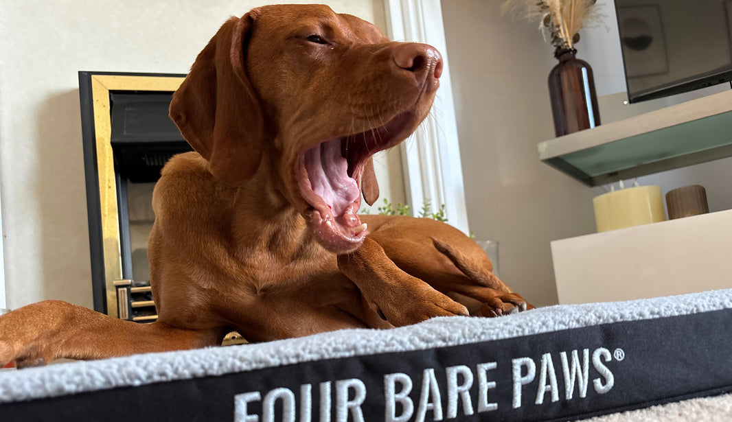 Do Dogs Sleep More in Summer? Understanding Seasonal Sleep Patterns