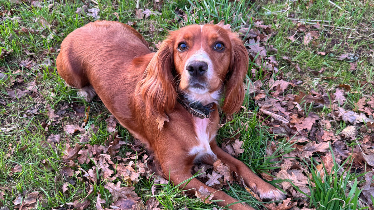 How to Help Your Dog Adjust to Shorter Days