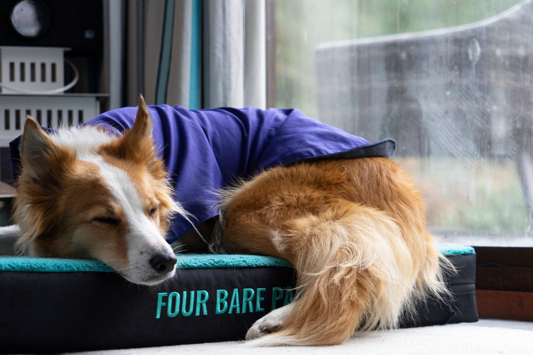 5 Fun Indoor Activities for Dogs on Rainy Days