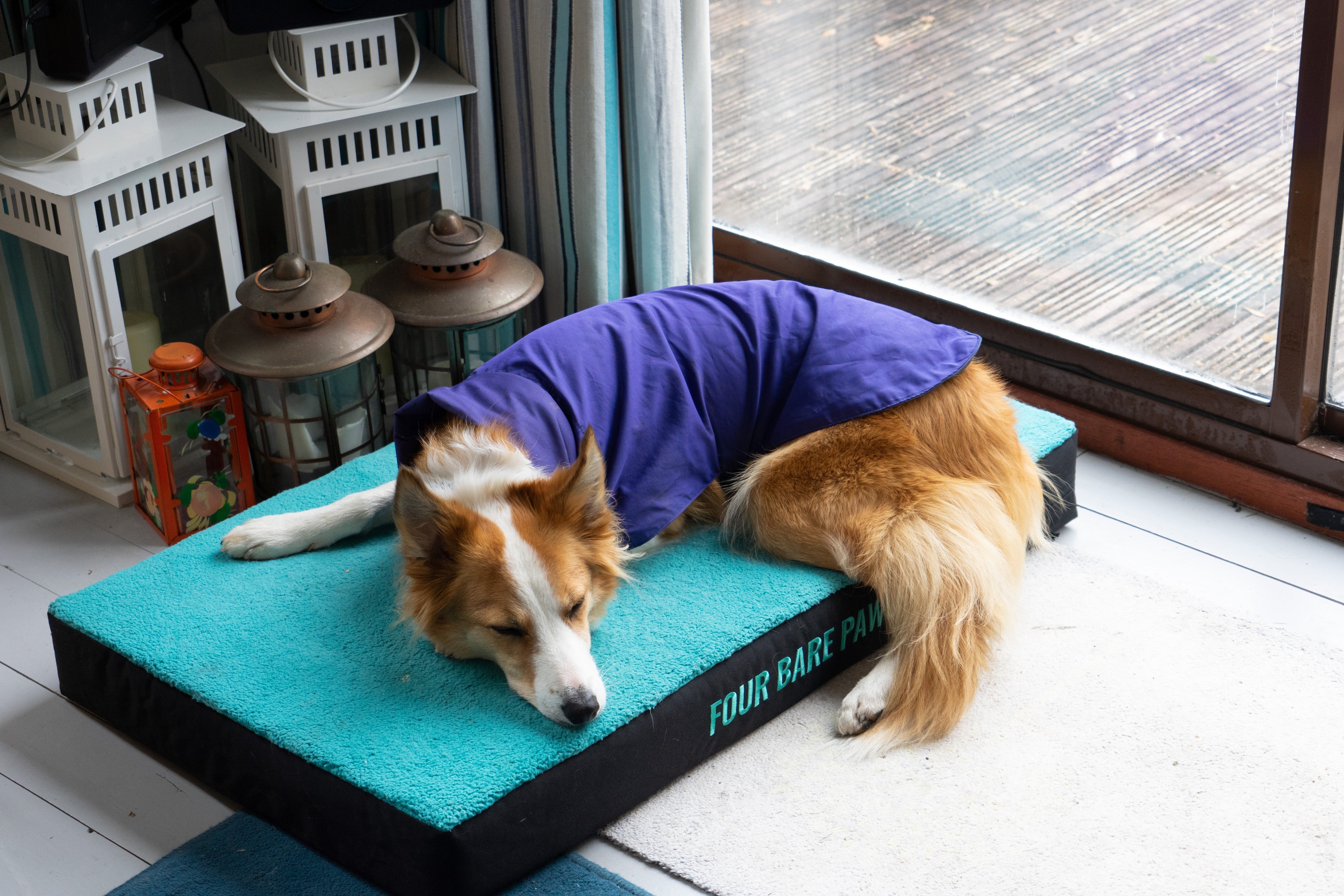 How Often Should You Replace Your Dog’s Bed?