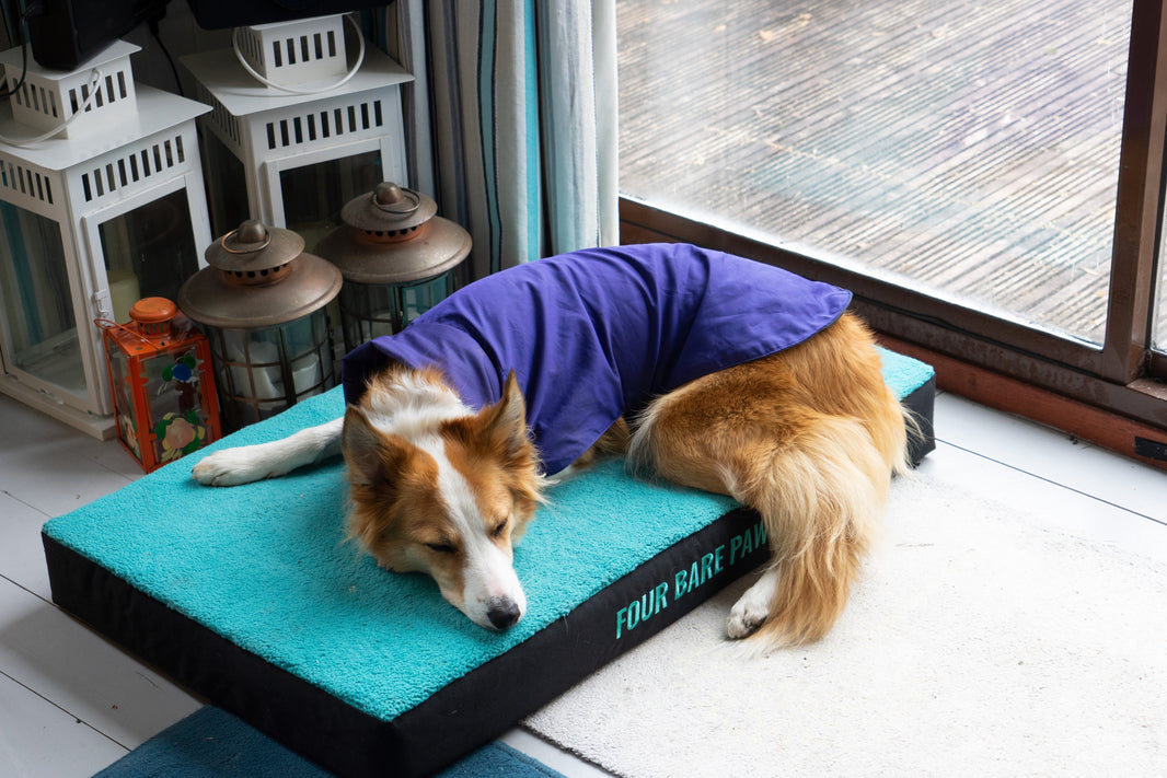 How Often Should You Replace Your Dog’s Bed?