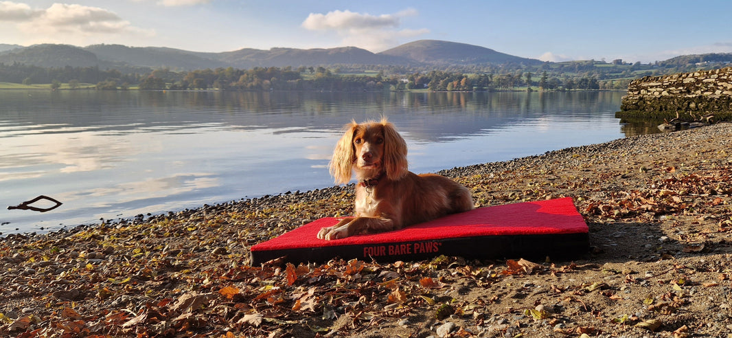 Top 5 Things to Do with Your Dog