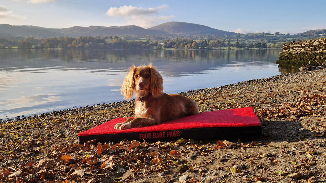 Best Beach Activities to Enjoy with Your Dog