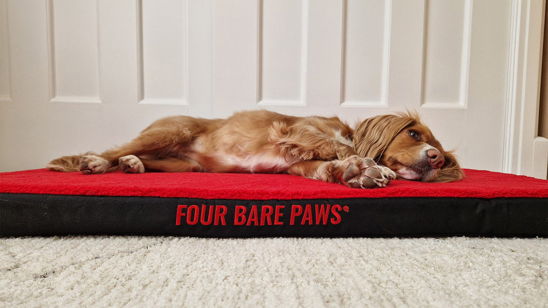 Keeping Your Dog’s Bed Fresh During Shedding Season
