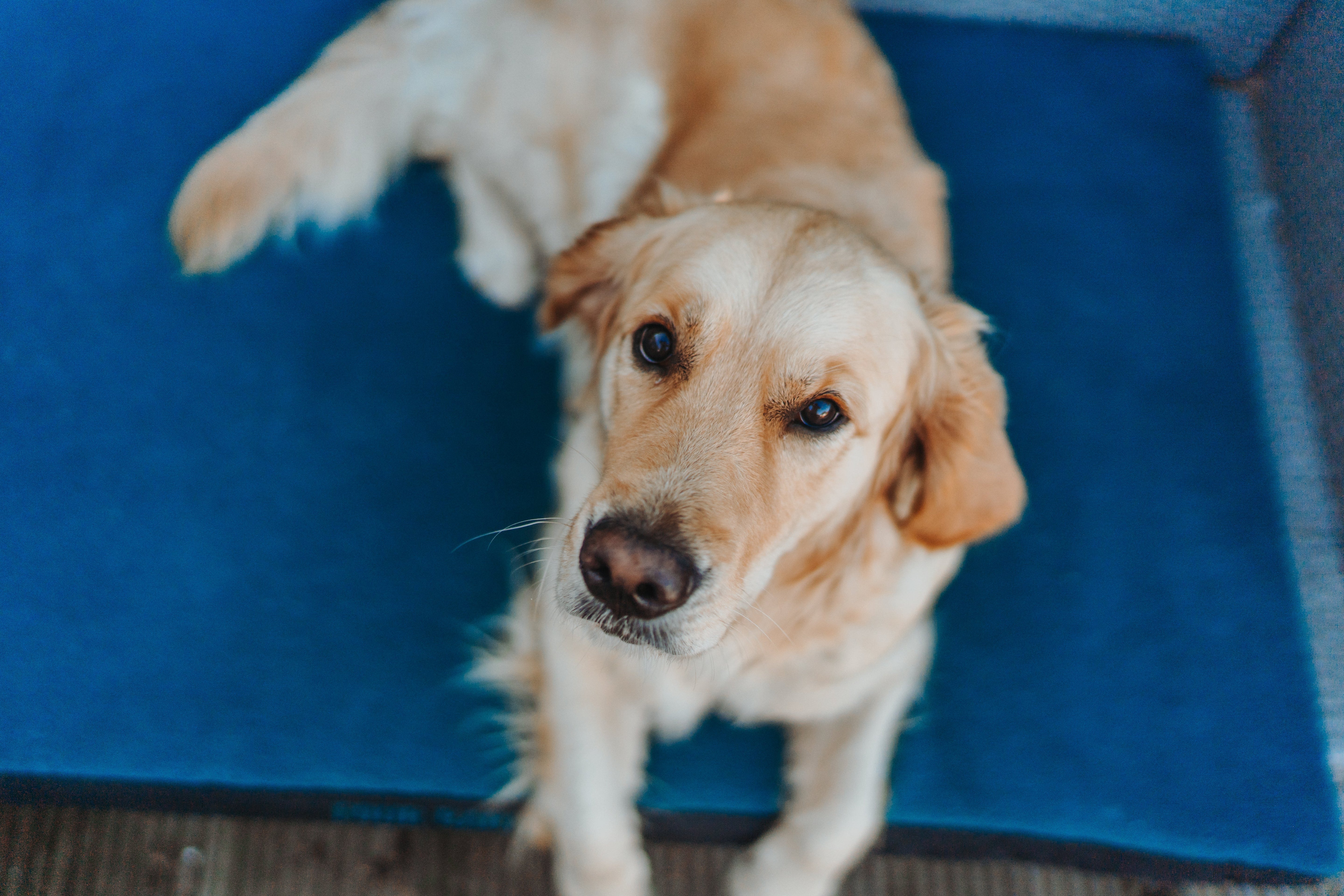 How to Choose the Perfect Size Bed for Your Dog’s Breed