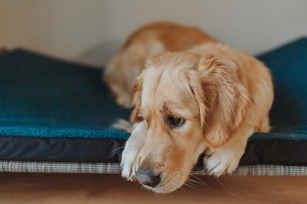 How Much Sleep Does a Dog Really Need?