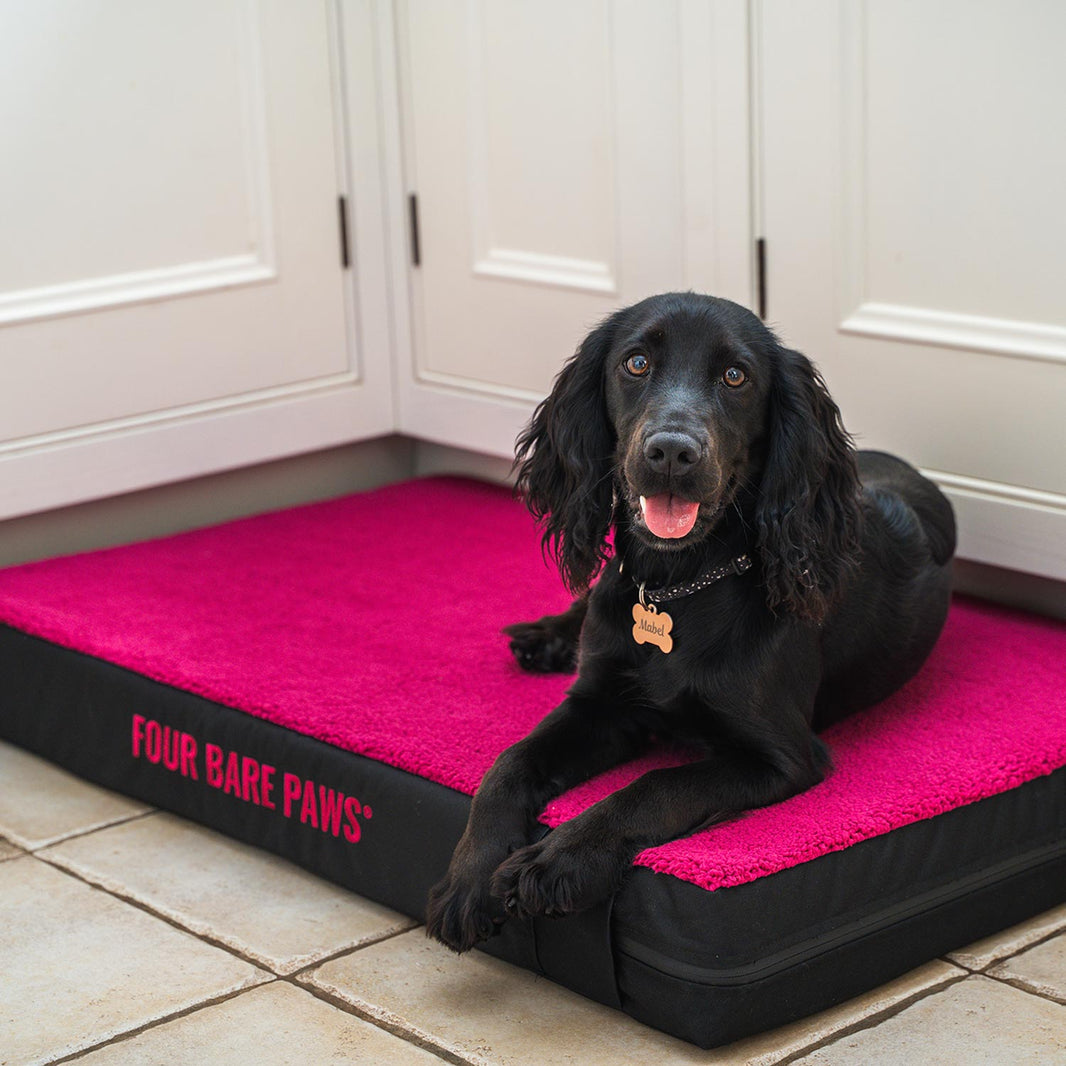 How to Create a Cosy Corner for Your Pet at Home